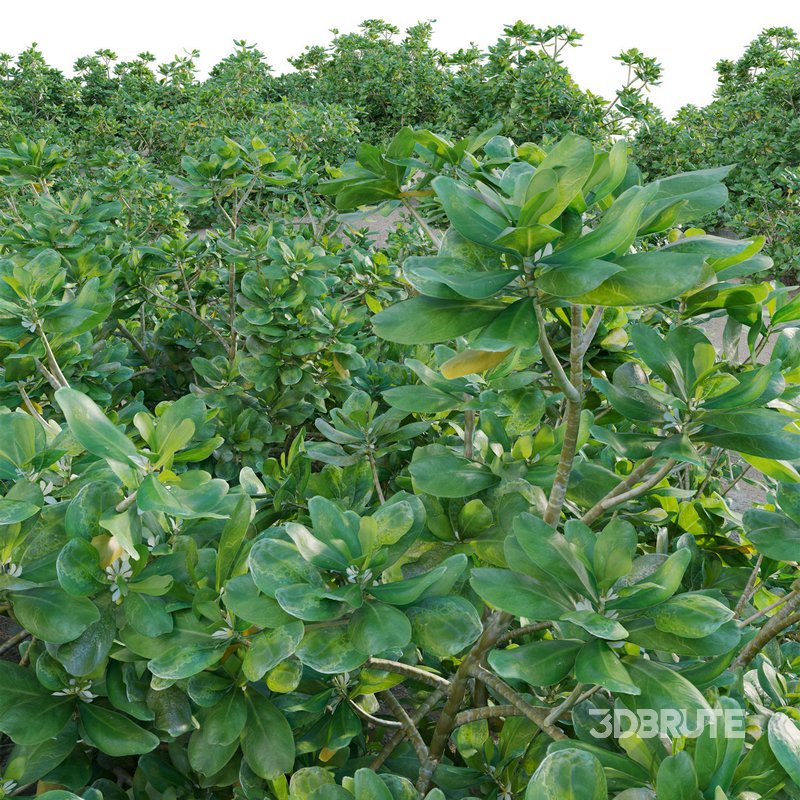 Scaevola taccada – beach naupaka Image 3
