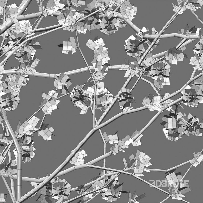 Senegalia mellifera – Acacia mellifera Image 5