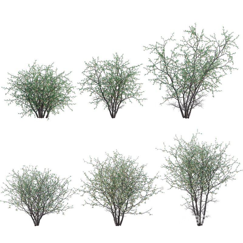 Senegalia mellifera – Acacia mellifera Image 1