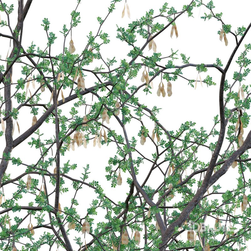 Senegalia mellifera – Acacia mellifera Image 4