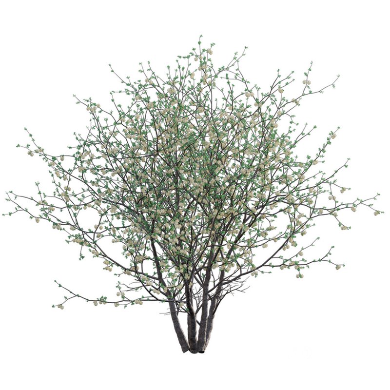 Senegalia mellifera – Acacia mellifera Image 2