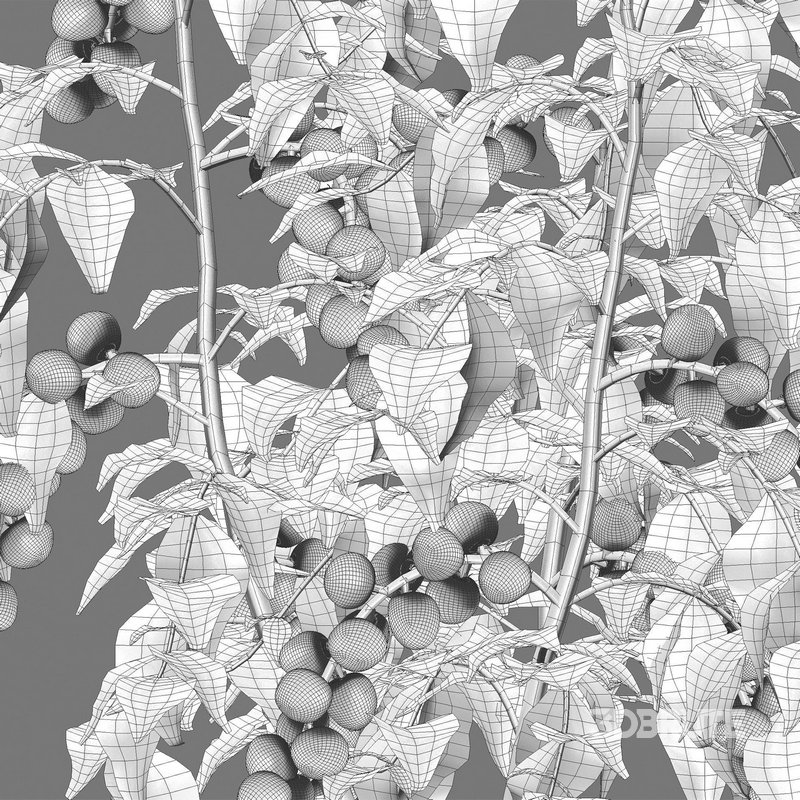 Solanum lycopersicum – Tomato tree Image 4