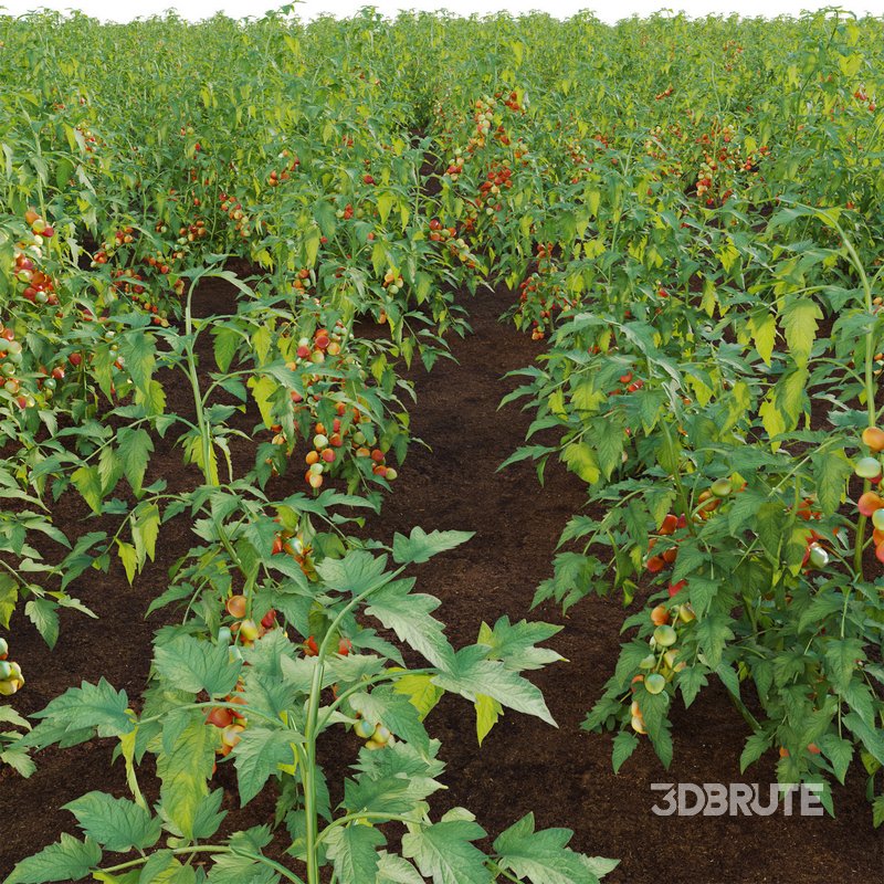 Solanum lycopersicum – Tomato tree Image 3