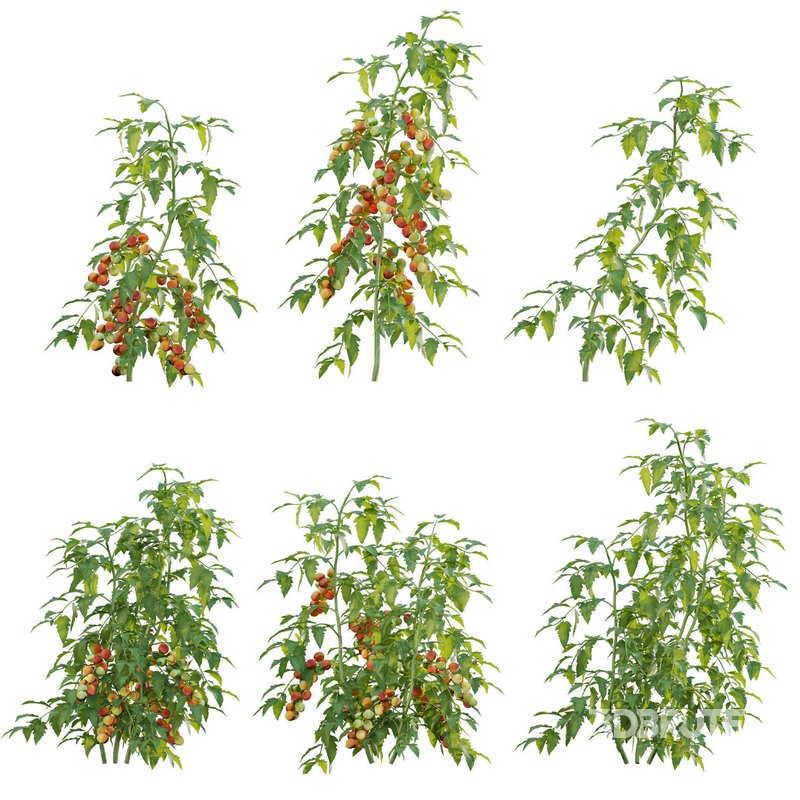 Solanum lycopersicum – Tomato tree Image 1