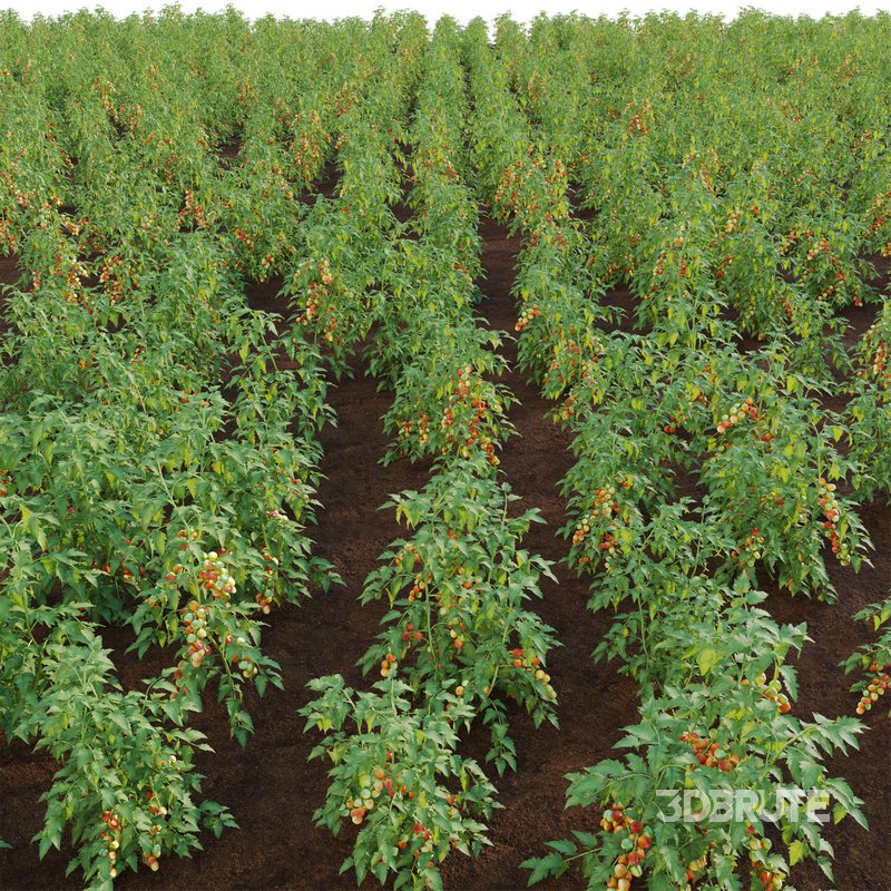 Solanum lycopersicum – Tomato tree Image 2