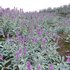 Stachys byzantina – Lambs Ears - Thumbnail 3