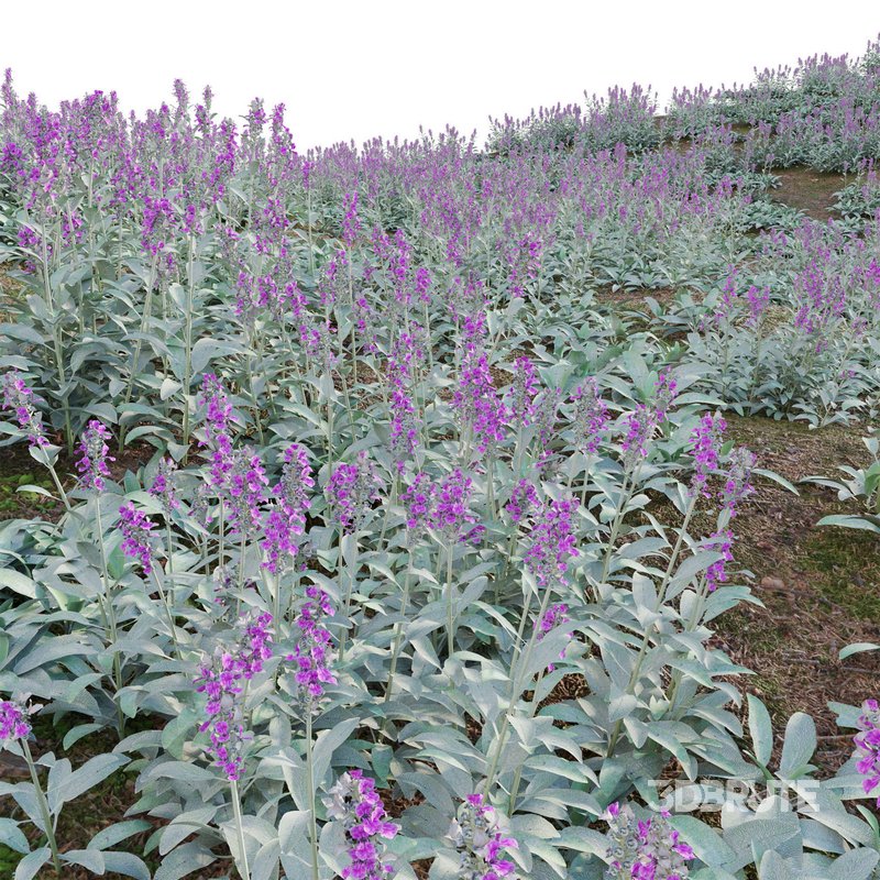 Stachys byzantina – Lambs Ears Image 3