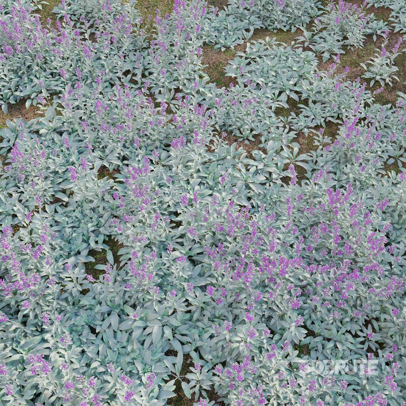 Stachys byzantina – Lambs Ears Image 2