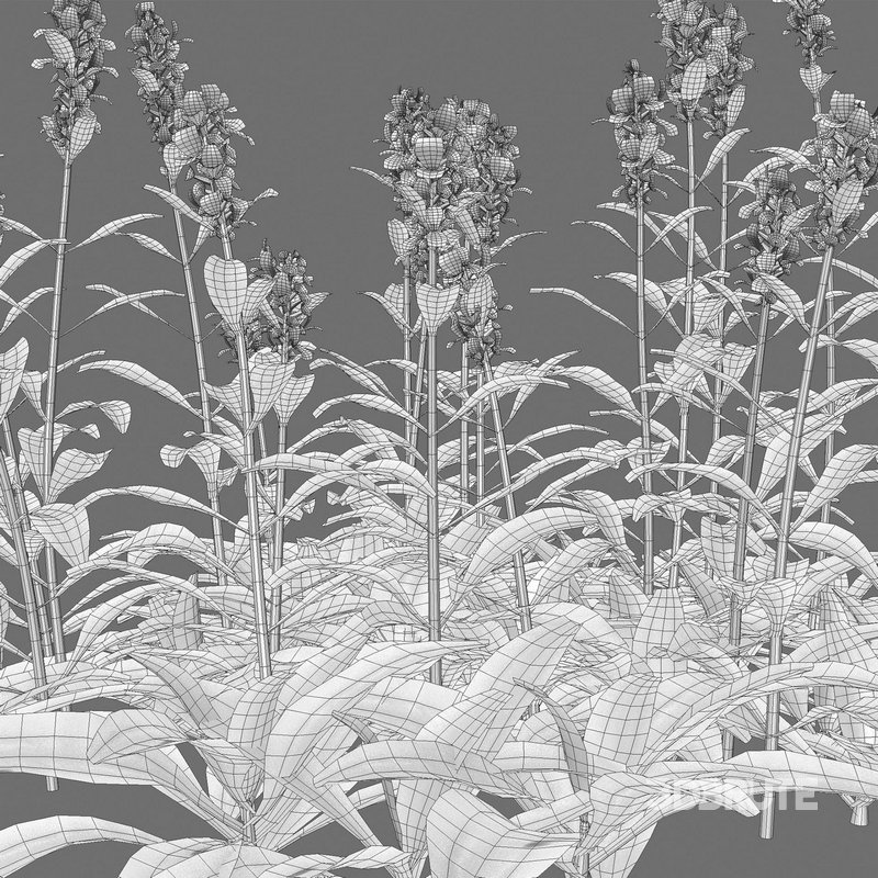 Stachys byzantina – Lambs Ears Image 4