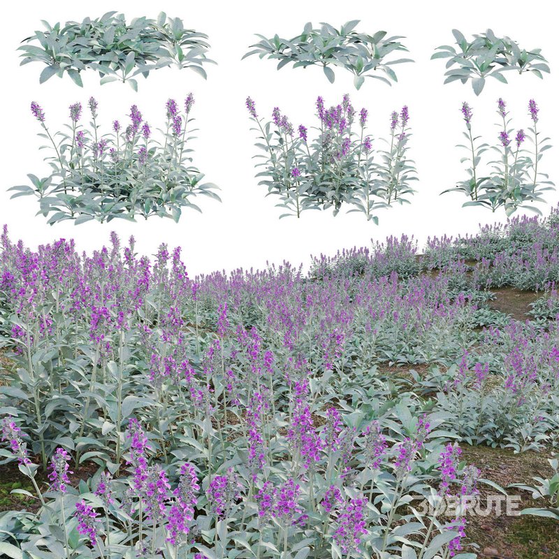 Stachys byzantina – Lambs Ears Image 1