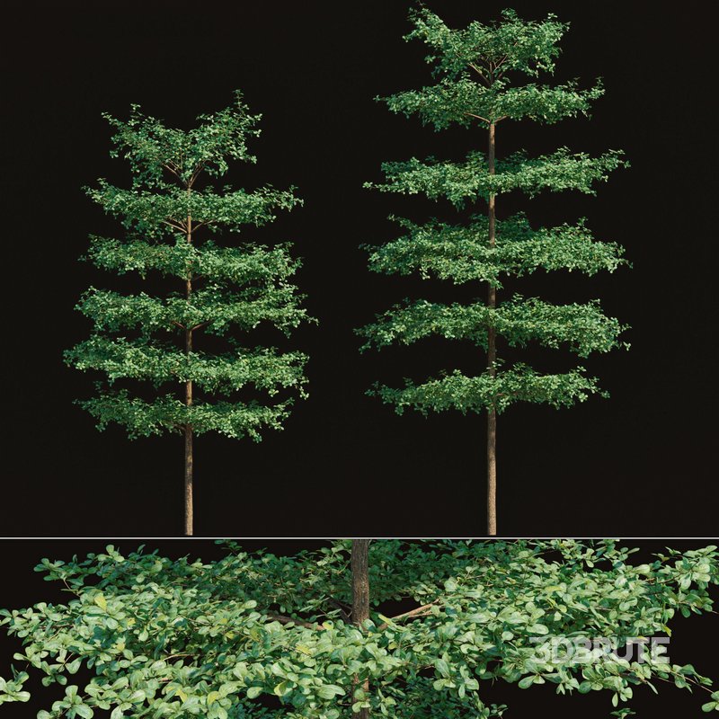 Terminalia mantaly – Bucida molineti 02 Image 1