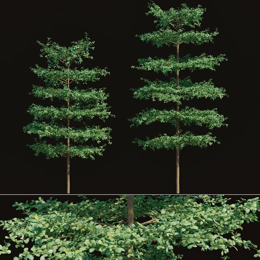 Terminalia mantaly – Bucida molineti 02