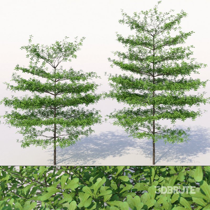 Terminalia mantaly Image 1