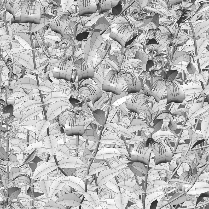 Teucrium fruticans – Bush Germander Image 5