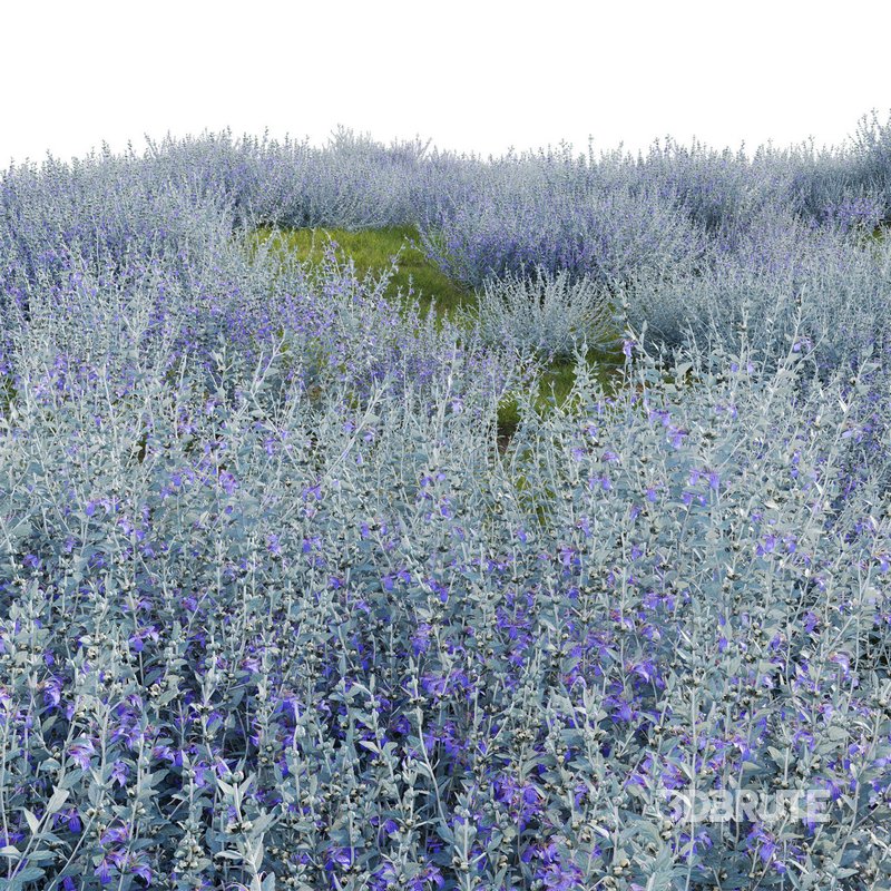 Teucrium fruticans – Bush Germander Image 3