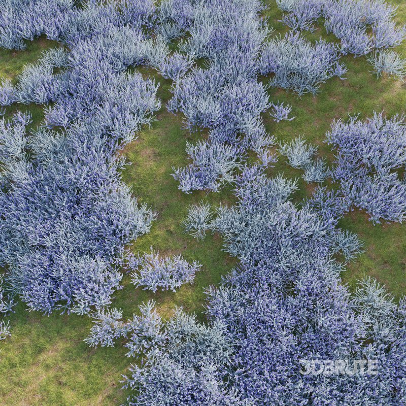 Teucrium fruticans – Bush Germander Image 4