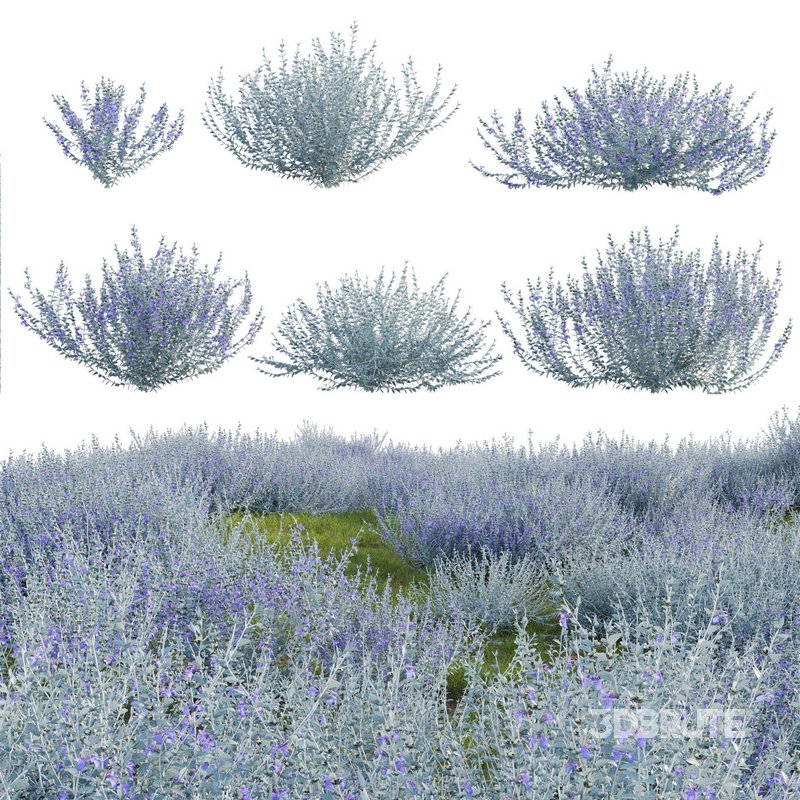 Teucrium fruticans – Bush Germander Image 1