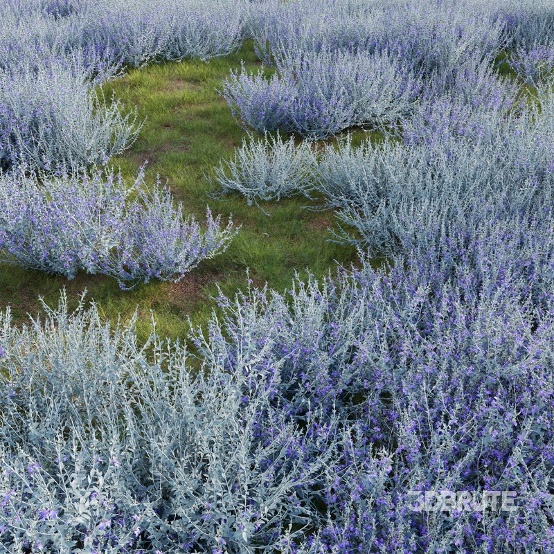 Teucrium fruticans – Bush Germander Image 2
