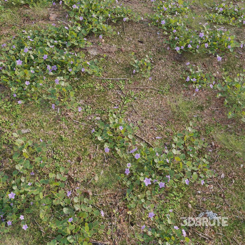 Torenia crustacea – Malaysian Lindernia Image 2