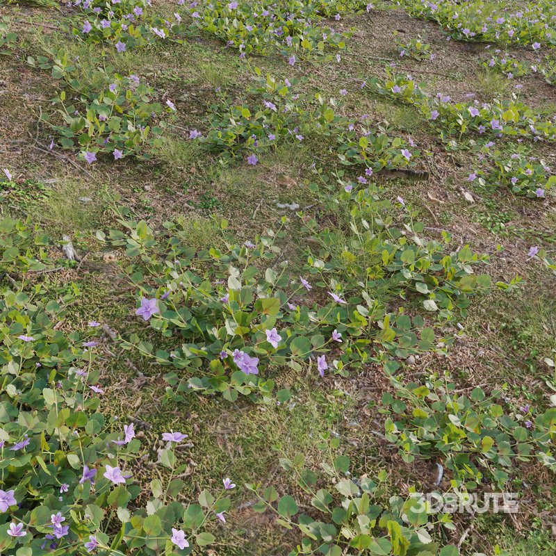 Torenia crustacea – Malaysian Lindernia Image 3
