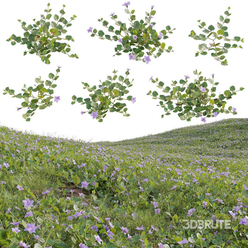 Torenia crustacea – Malaysian Lindernia Image 1