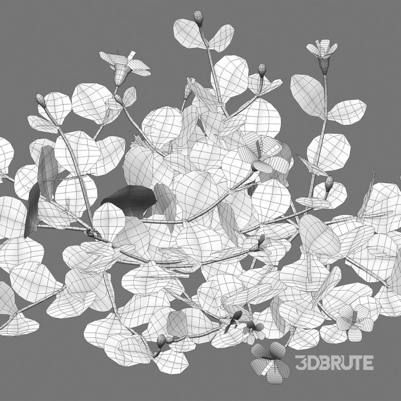 Torenia crustacea – Malaysian Lindernia Image 5