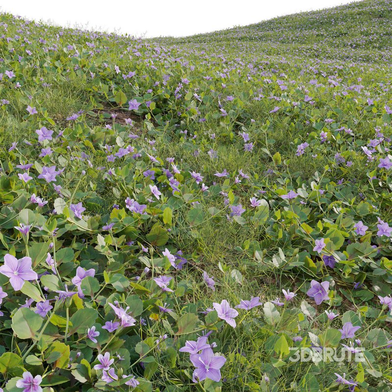Torenia crustacea – Malaysian Lindernia Image 4