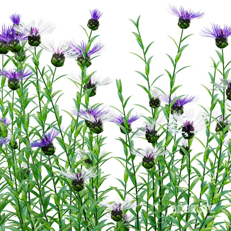 Centaurea – Cornflower – Bachelor button 01 Image 2