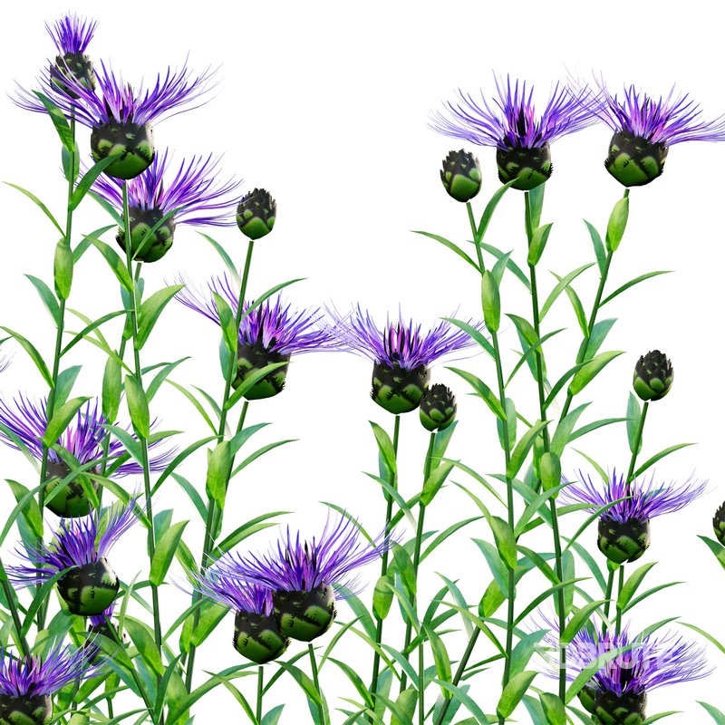 Centaurea – Cornflower – Bachelor button 01 Image 3