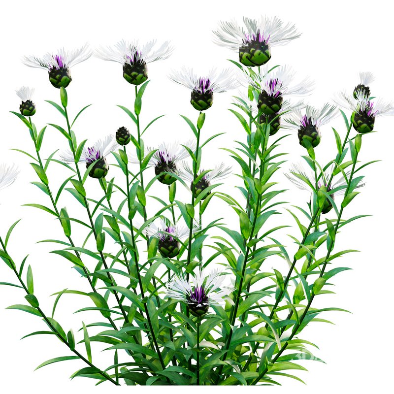 Centaurea – Cornflower – Bachelor button 02 Image 3