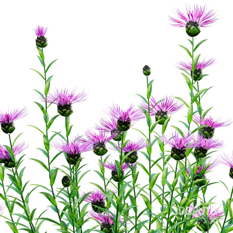 Centaurea – Cornflower – Bachelor button Image 2