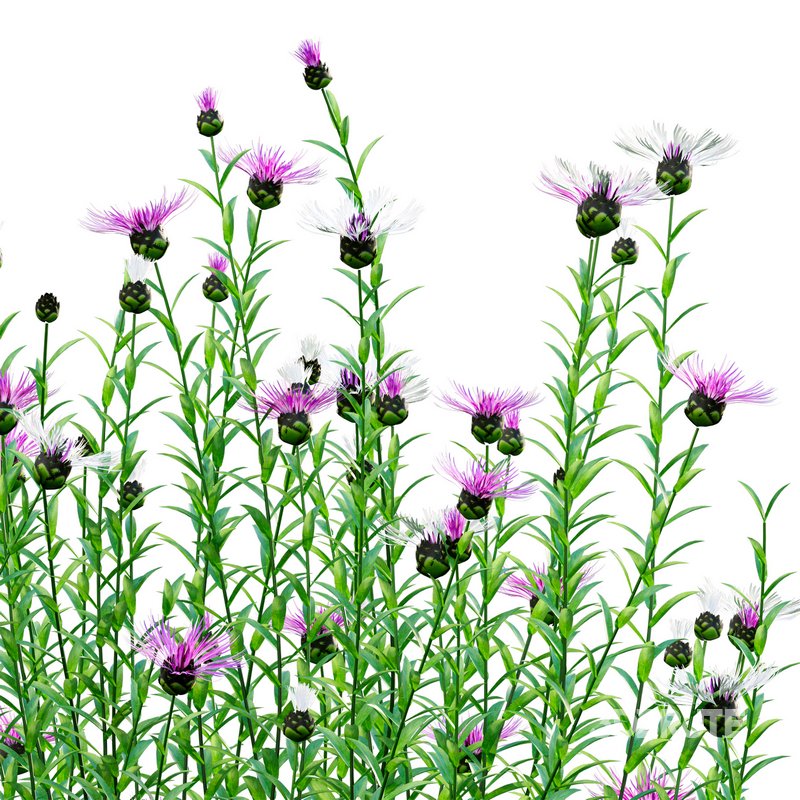 Centaurea – Cornflower – Bachelor button Image 3