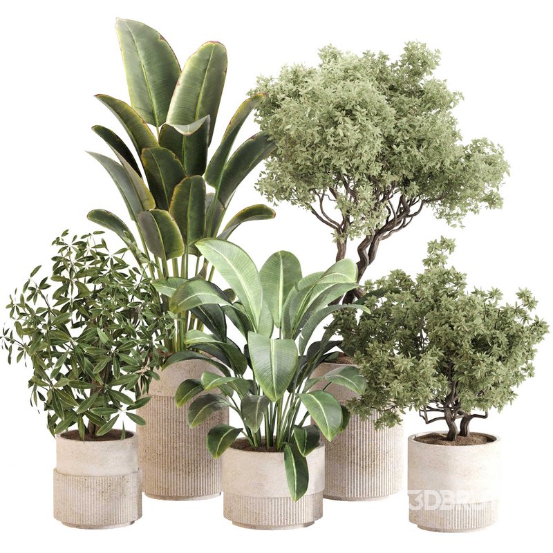 Indoor Plant Set 0120 Image 1