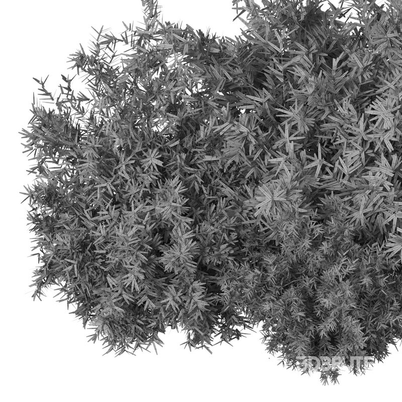 Natural Topiary Bush Image 15