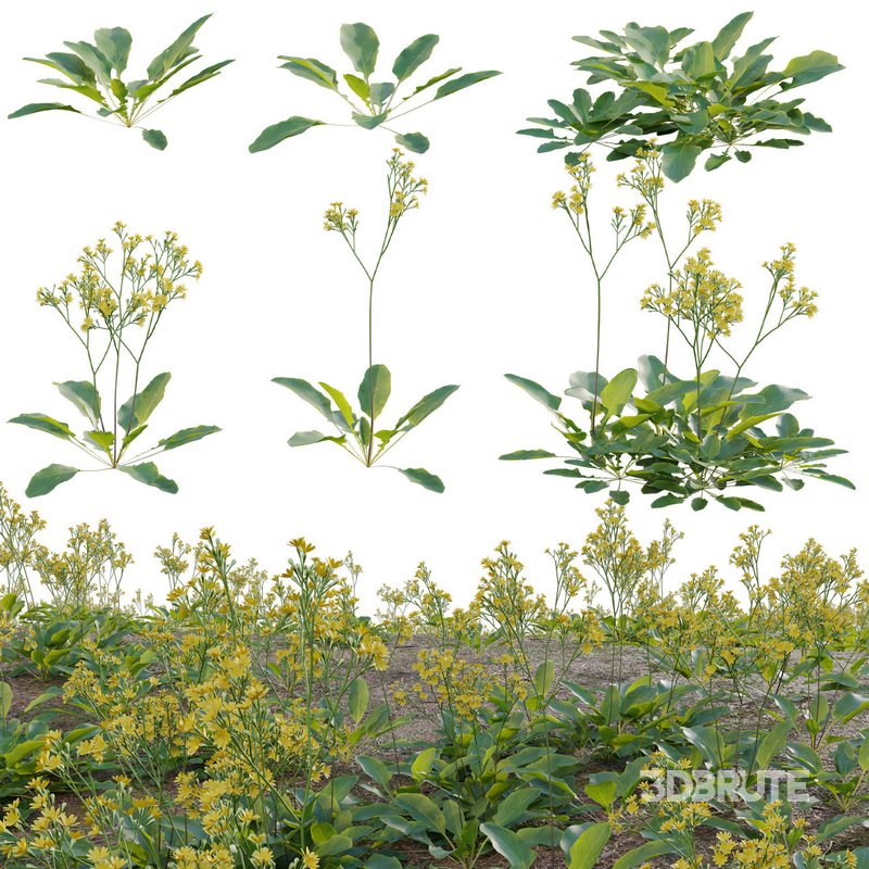 Youngia japonica grass Image 1