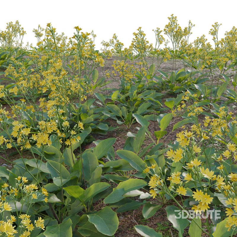 Youngia japonica grass Image 3