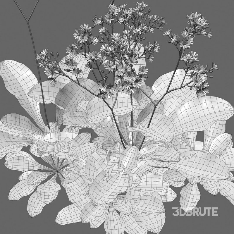 Youngia japonica grass Image 4