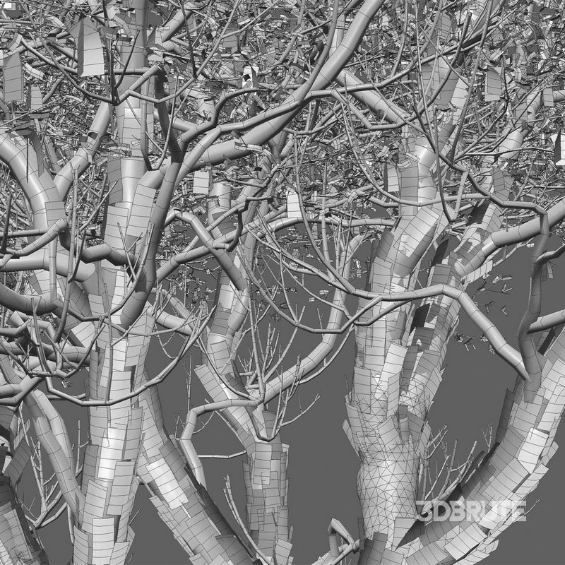 Vachellia erioloba – Camel thorn 03 Image 4