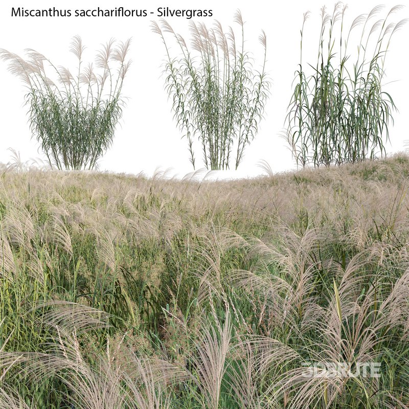 Miscanthus sacchariflorus – Silvergrass 01 Image 1