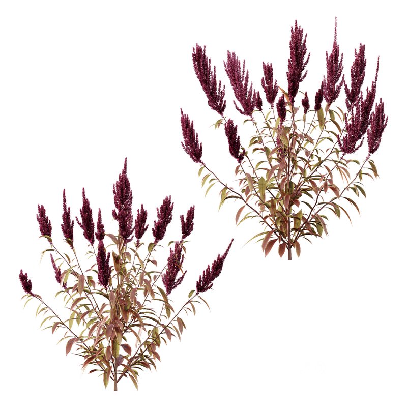 Set of Plant Princes Feather04 Amaranthus hypochondriacus Image 1