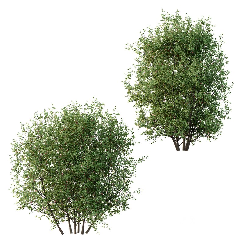 Ilex Mucronata Plant Mountain holly 06 (2 Bush) Image 1