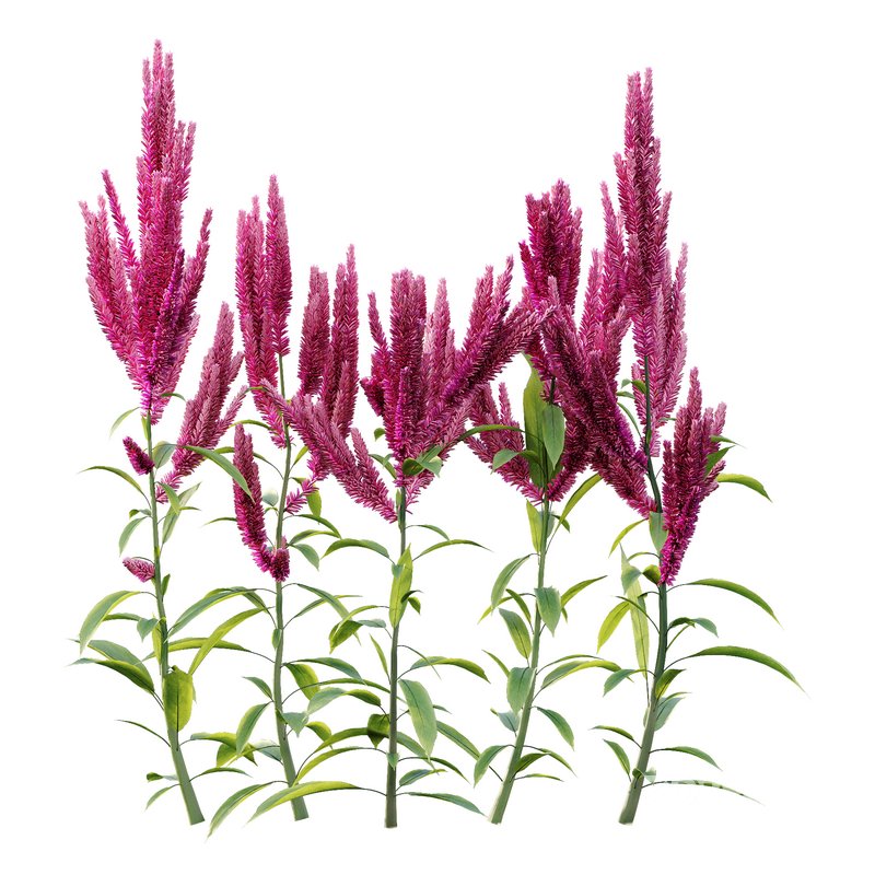 Set of Plant Princes Feather02 -Amaranthus hypochondriacus Image 1