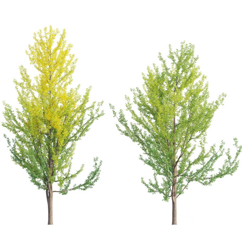 Ginkgo Biloba – Maidenhair Tree 01 Image 1