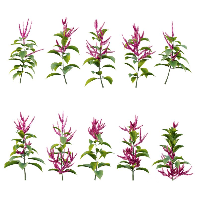 Set of Plant Princes Feather01 -Amaranthus hypochondriacus Image 3