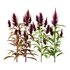Set of Plant Princes Feather07 -Amaranthus hypochondriacus - Thumbnail 1