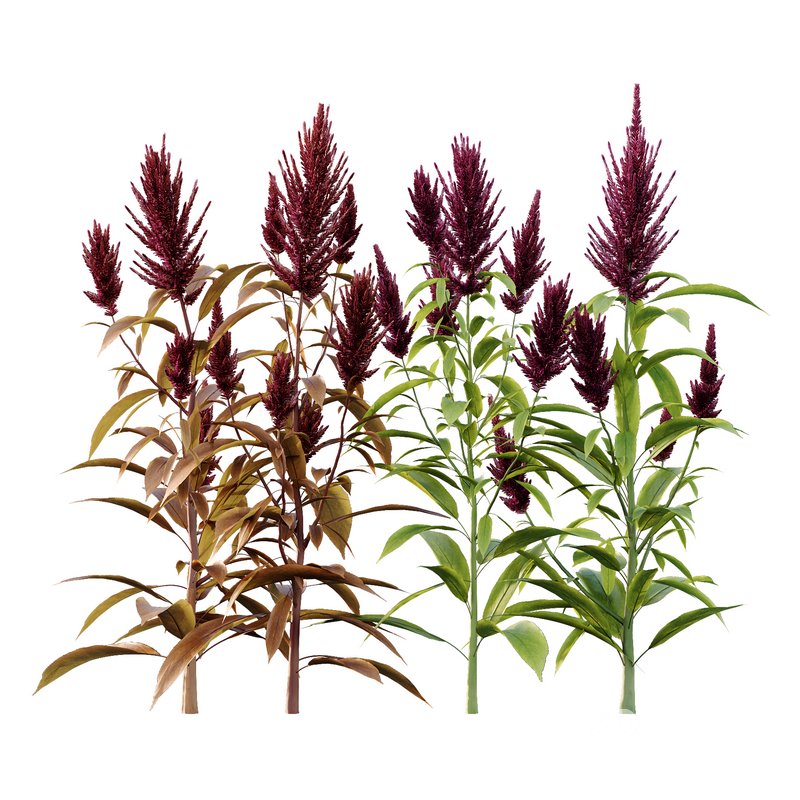 Set of Plant Princes Feather07 -Amaranthus hypochondriacus Image 1