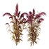 Set of Plant Princes Feather03 -Amaranthus hypochondriacus - Thumbnail 1