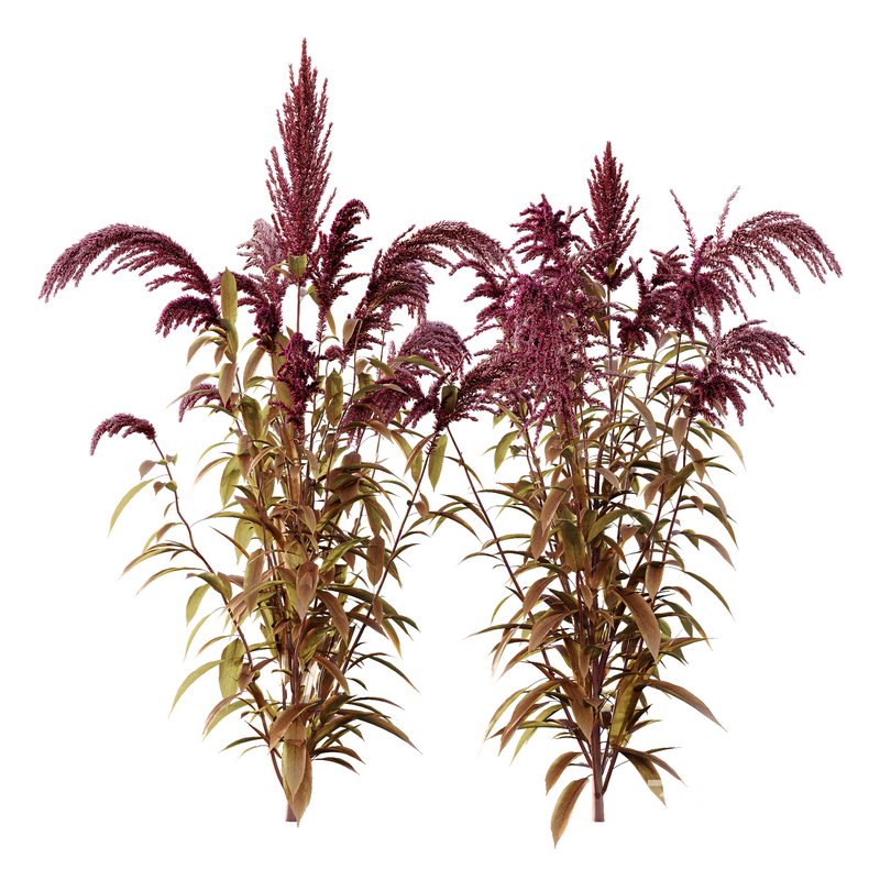 Set of Plant Princes Feather03 -Amaranthus hypochondriacus Image 1