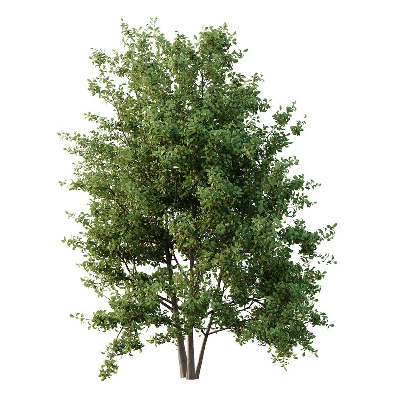 Ilex Mucronata Plant Mountain holly 04 -3 trees Image 1