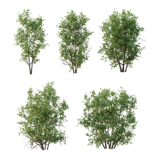 Ilex Mucronata Plant Mountain holly 07 (5 Bush)